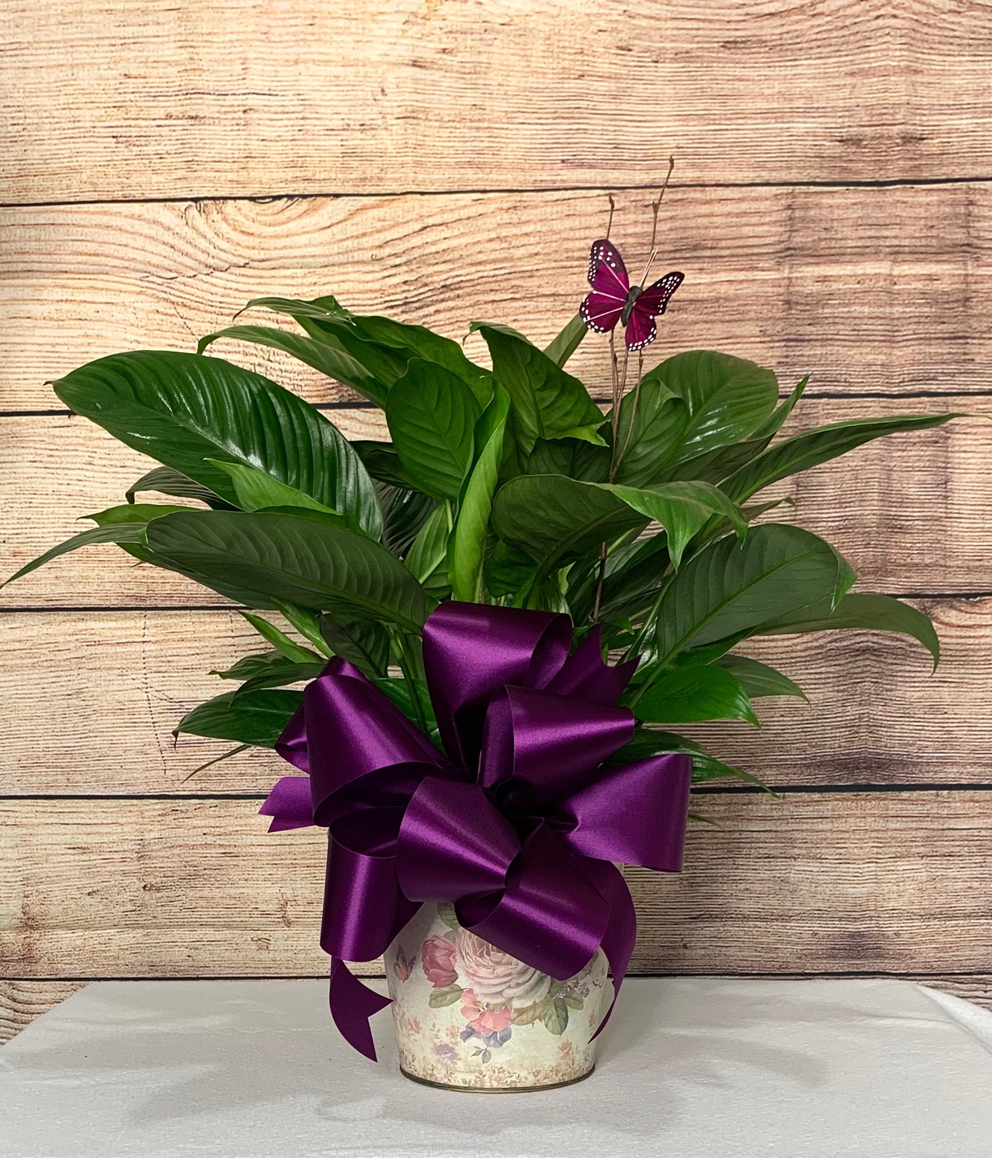 philodendron glorious vs gloriosum Philodendron Glorious (Gloriosum x Melanochrysum) — Aroidasia main image 0